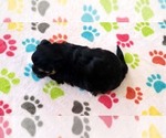 Small #8 Havanese