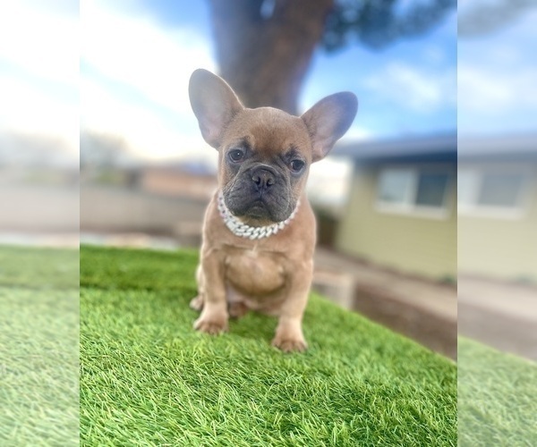 Medium Photo #12 French Bulldog Puppy For Sale in SEATTLE, WA, USA
