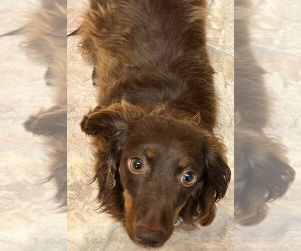 Medium Photo #9 Dachshund Puppy For Sale in Shelbyville, TN, USA