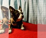 Small Photo #3 Chihuahua Puppy For Sale in Sioux Falls, SD, USA
