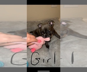 French Bulldog Puppy for sale in FORT MYERS, FL, USA