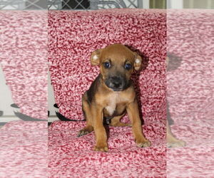 Boxer-Pointer Mix Dogs for adoption in El Centro, CA, USA