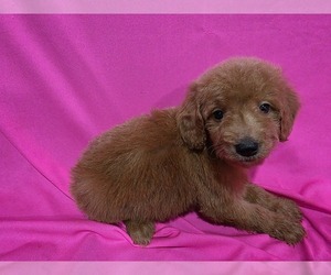 Goldendoodle Puppy for sale in DUBLIN, TX, USA