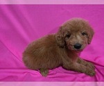 Small Goldendoodle