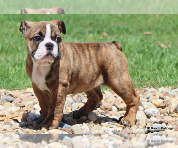 Medium Photo #6 Bulldog Puppy For Sale in WINNSBORO, TX, USA