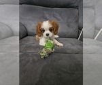 Small Photo #1 Cavalier King Charles Spaniel Puppy For Sale in SAINT PETERSBURG, FL, USA