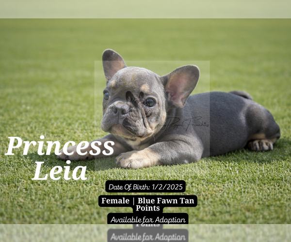 Medium Photo #4 French Bulldog Puppy For Sale in FAYETTEVILLE, GA, USA