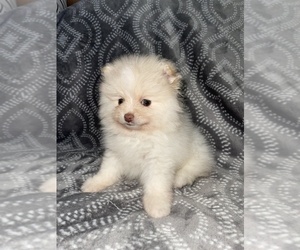 Pomeranian Puppy for sale in PLYMOUTH, IN, USA