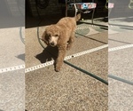 Small Photo #8 Poodle (Standard) Puppy For Sale in KELLER, TX, USA