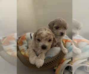 Maltipoo Puppy for sale in LAS VEGAS, NV, USA