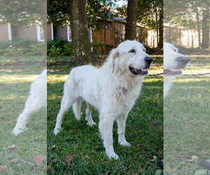 Layla, bonded with Boaz - Female Great Pyrenees Dog for Adoption - Photo #12