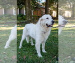 Small #11 Great Pyrenees
