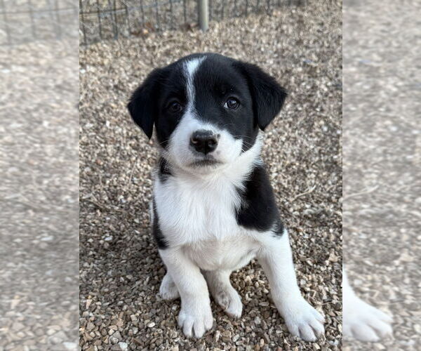 Medium Photo #1 Borador Puppy For Sale in Bolivar, MO, USA