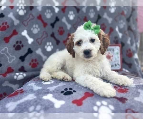 Medium Photo #4 Cock-A-Poo Puppy For Sale in LAKELAND, FL, USA