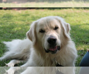 Father of the English Cream Golden Retriever puppies born on 11/20/2023