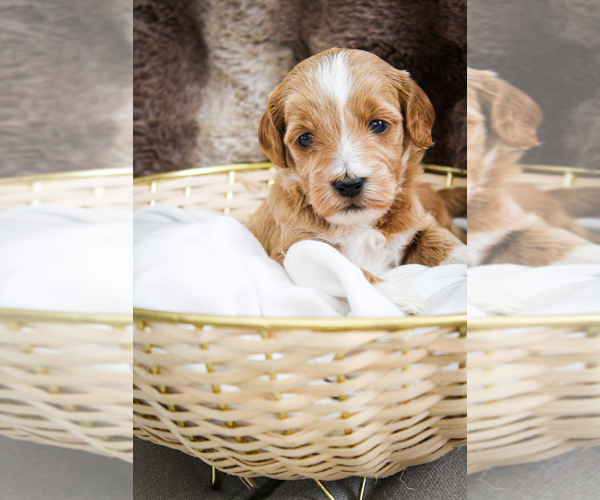 Medium Photo #14 Poodle (Miniature)-Sheepadoodle Mix Puppy For Sale in FAYETTEVILLE, NC, USA