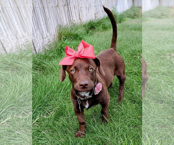 Medium Photo #15 Dachshund-Labrador Retriever Mix Puppy For Sale in Sandy, UT, USA