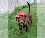 Small #14 Dachshund-Labrador Retriever Mix