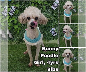 Poodle (Toy) Dogs for adoption in Seattle, WA, USA