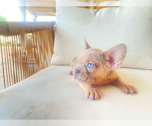 French Bulldog Puppy for sale in MORENO VALLEY, CA, USA