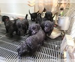 Small Photo #19 Labradoodle Puppy For Sale in JACKSON, MN, USA