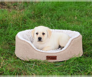 Labrador Retriever Puppy for sale in SYRACUSE, IN, USA