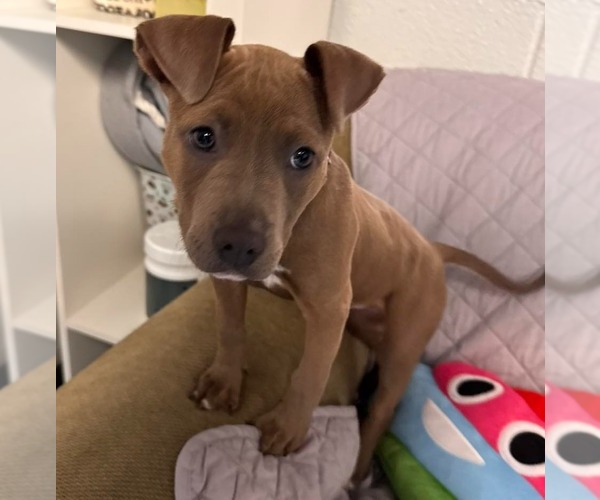 Medium Photo #1 American Bulldog-Unknown Mix Puppy For Sale in Muskegon, MI, USA