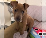 Small American Bulldog Mix