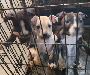 American Pit Bull Terrier Puppy for sale in MARICOPA, AZ, USA