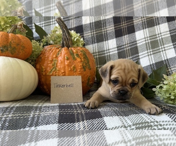 Medium Photo #3 Puggle Puppy For Sale in ELKTON, VA, USA