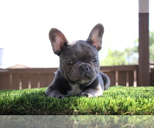 French Bulldog Puppy for Sale in HESPERIA, California USA