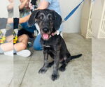 Small #9 Mutt