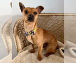 Small #2 Chihuahua Mix