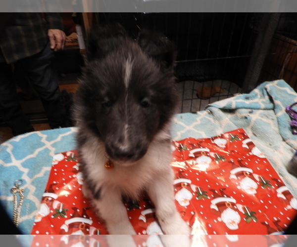 Medium Photo #5 Shetland Sheepdog Puppy For Sale in BAINBRIDGE, NY, USA