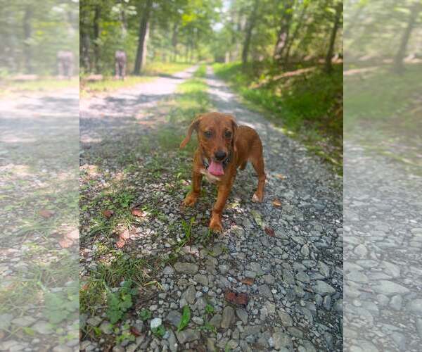 Medium Photo #5 Beagle-Unknown Mix Puppy For Sale in Hinton, WV, USA