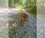 Small #4 Beagle Mix