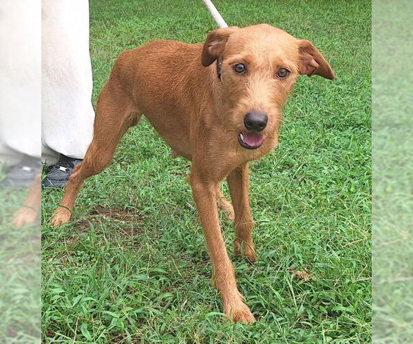 Medium Photo #4 Labrador Retriever-Unknown Mix Puppy For Sale in Wetumpka, AL, USA
