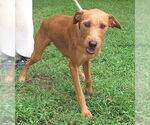 Small #3 Labrador Retriever Mix