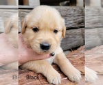 Small Photo #26 Golden Retriever Puppy For Sale in CHINO HILLS, CA, USA