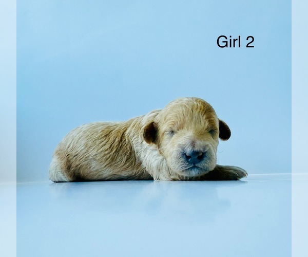 Medium Photo #2 Poodle (Toy) Puppy For Sale in DALLAS, TX, USA