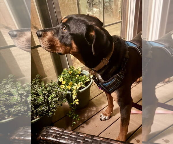 Medium Photo #2 Rottweiler-Unknown Mix Puppy For Sale in Omaha, NE, USA