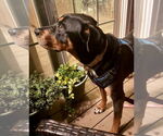 Small #1 Rottweiler Mix