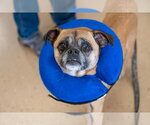 Small #9 Puggle