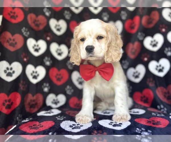 Medium Photo #4 Cocker Spaniel Puppy For Sale in LAKELAND, FL, USA