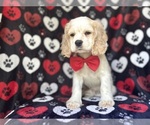 Small #3 Cocker Spaniel