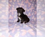 Small #4 Yorkshire Terrier