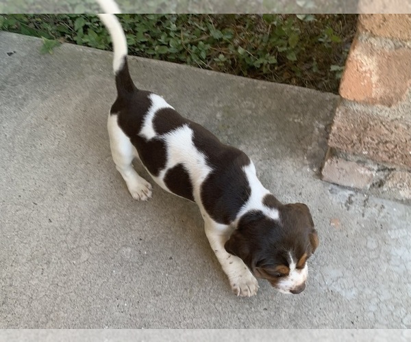 Medium Photo #1 Beagle Puppy For Sale in CORPUS CHRISTI, TX, USA