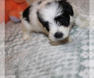 Havanese Puppy for sale in THAYER, KS, USA