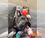 Small #1 American Pit Bull Terrier Mix