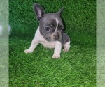 Small Photo #8 French Bulldog Puppy For Sale in HOFFMAN ESTATES, IL, USA